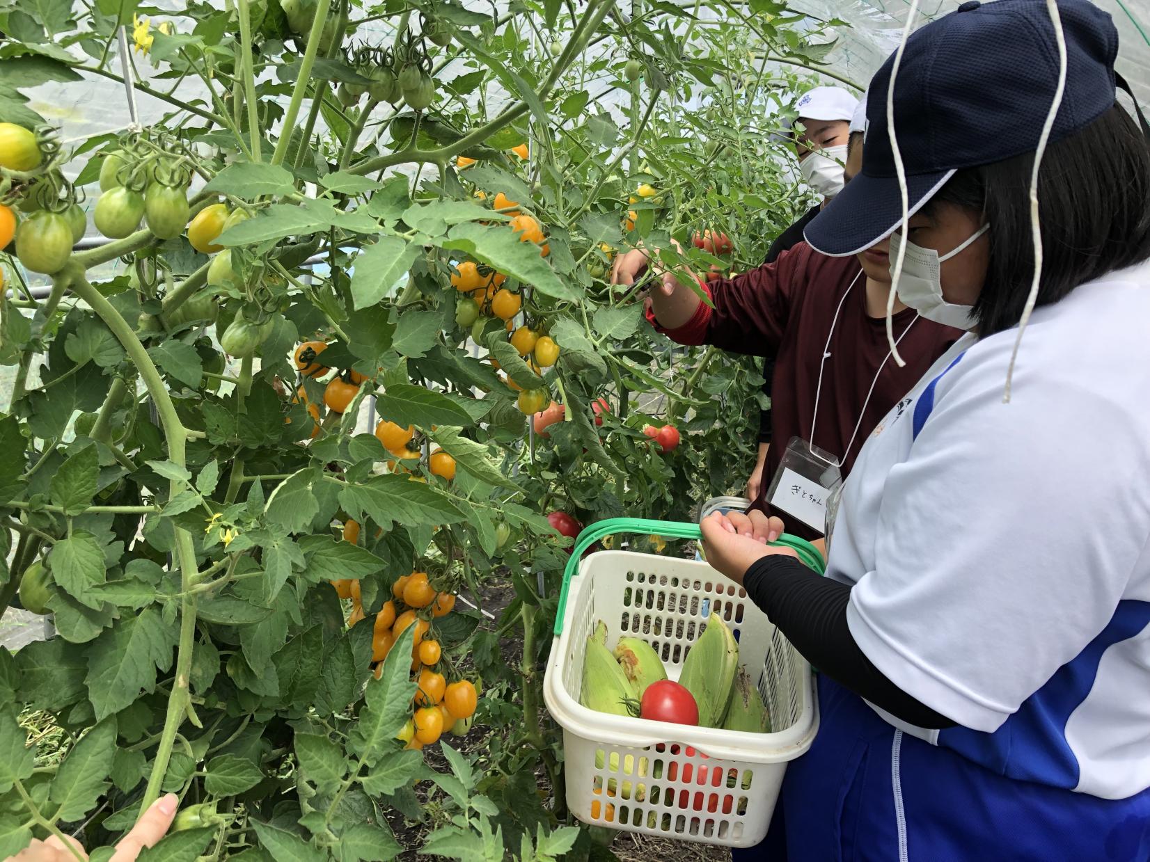 つばきの里-7