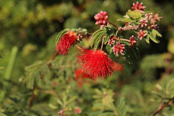 ねむの花咲く宿-6