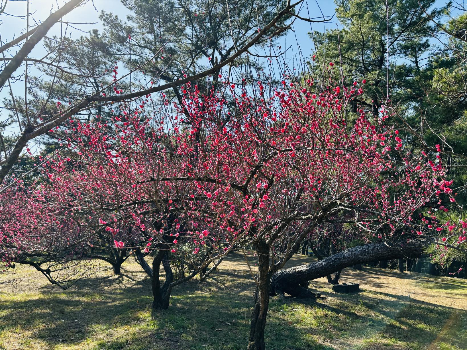 住吉神社-4