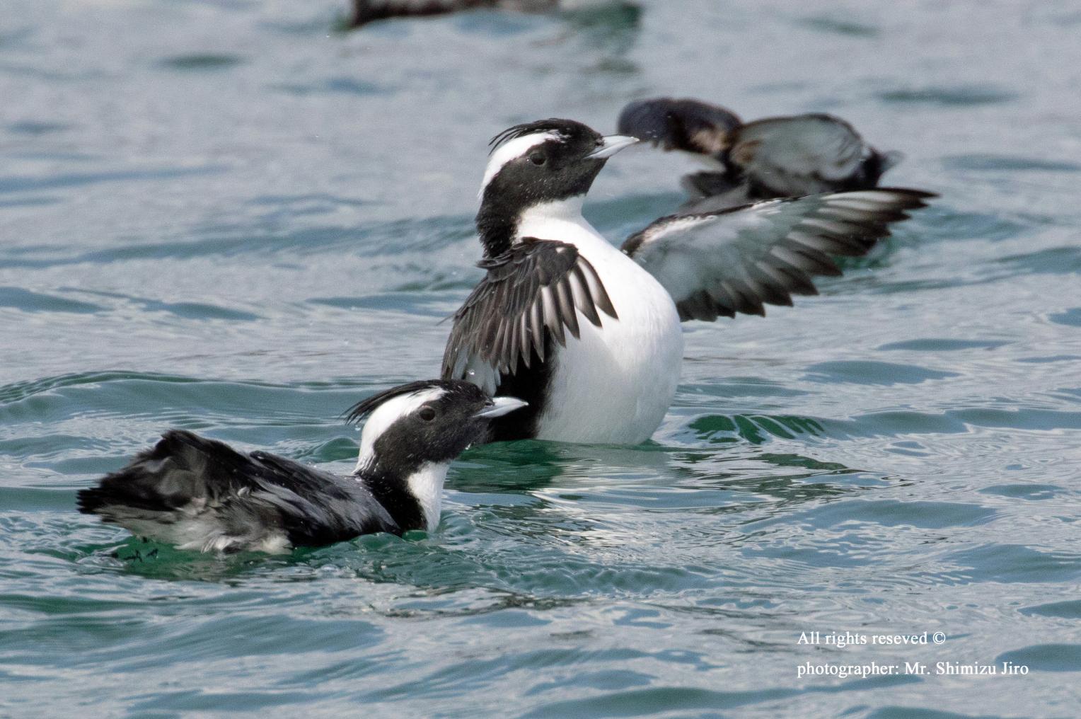 希少な海鳥”カンムリウミスズメ”観察-2