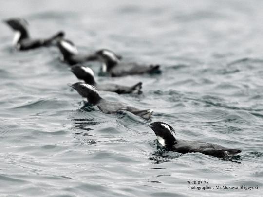 希少な海鳥”カンムリウミスズメ”観察-3