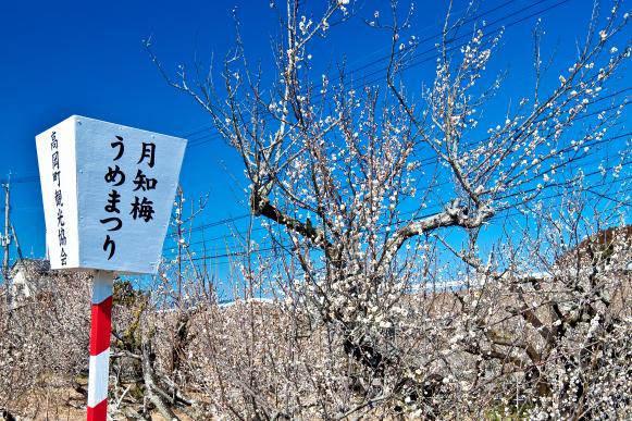 高岡の月知梅-4