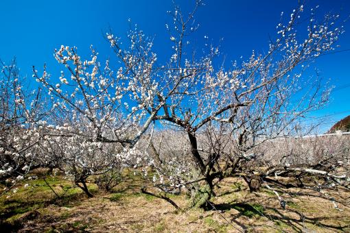 高岡の月知梅-2