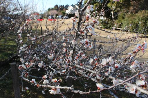 湯ノ宮の座論梅-8