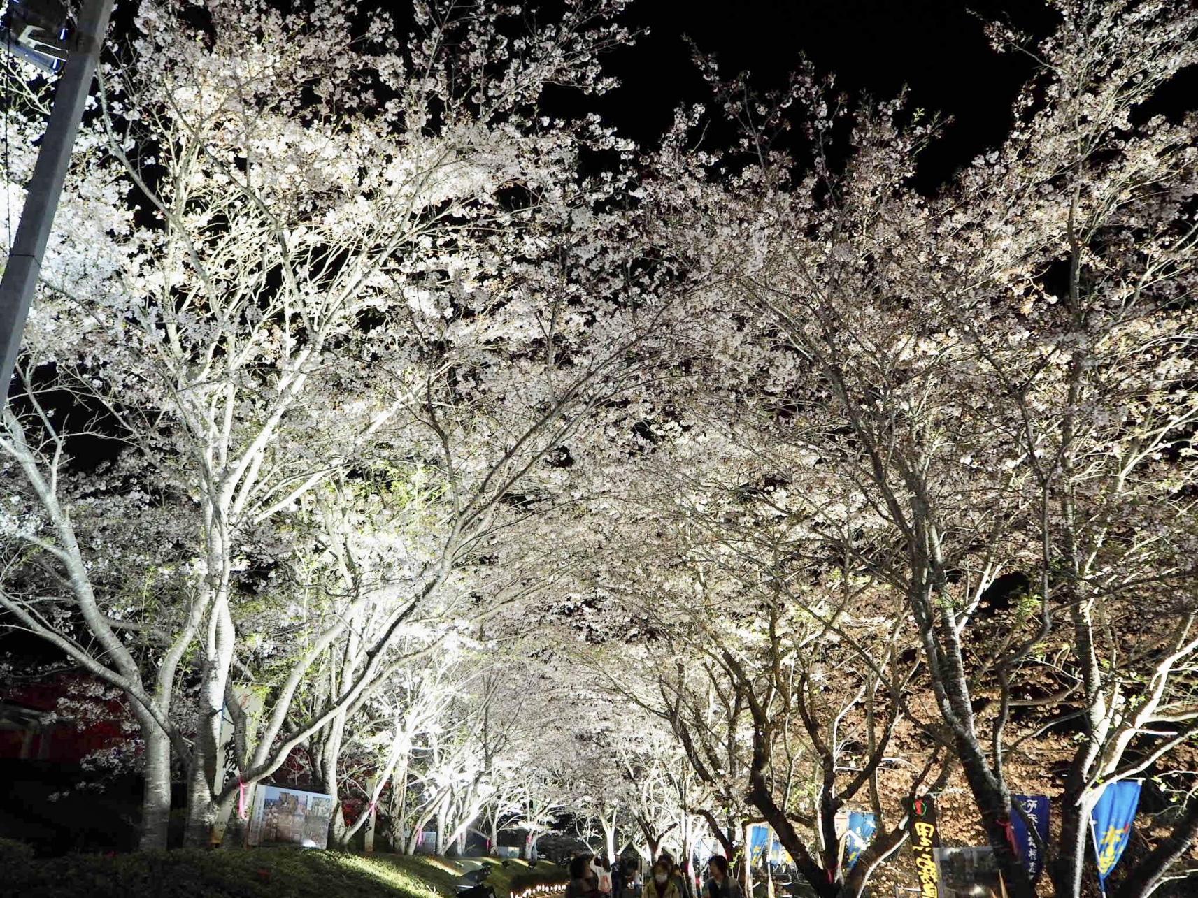 【2025】天ヶ城開門さくらまつり-3