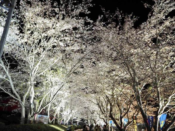 【2025】天ヶ城開門さくらまつり-3