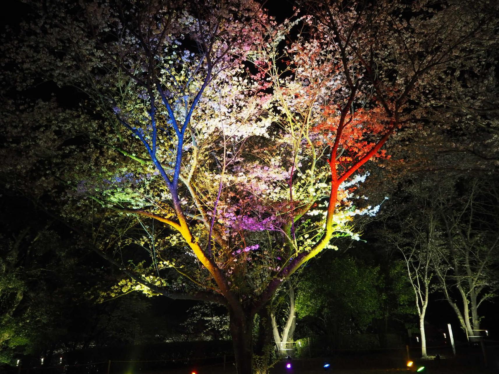 天ヶ城開門さくらまつり【2026】-2