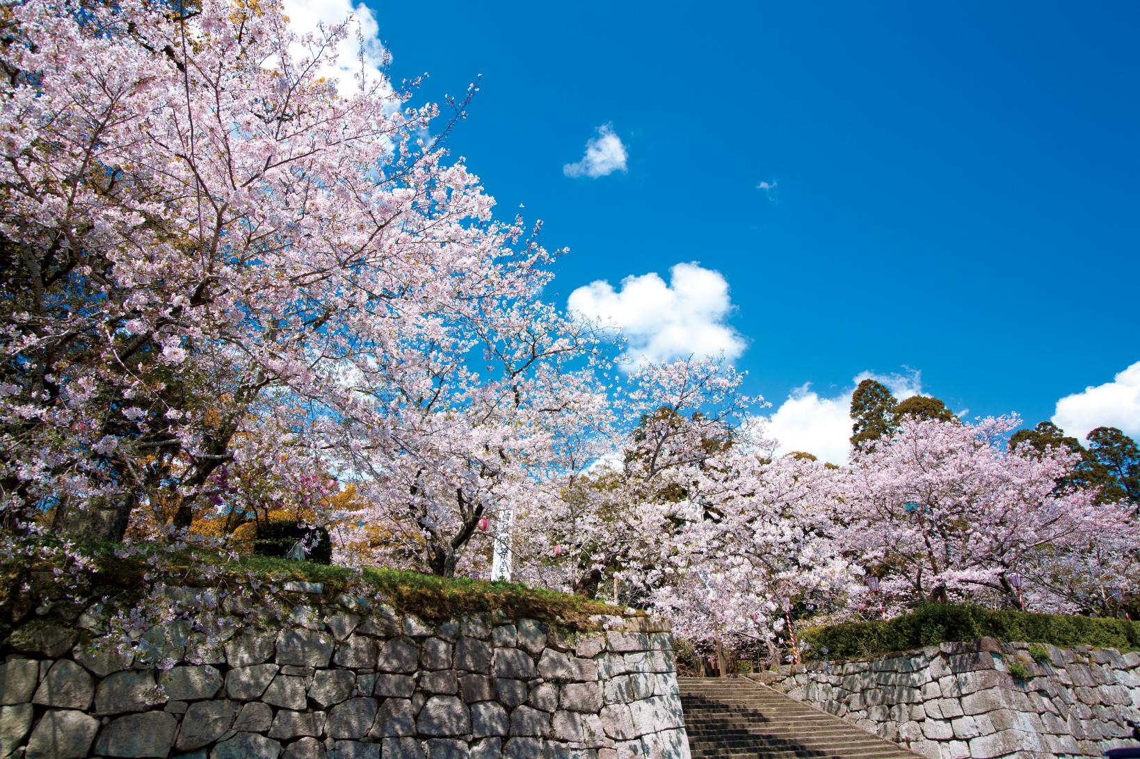 【終了】高鍋城址桜まつり-1