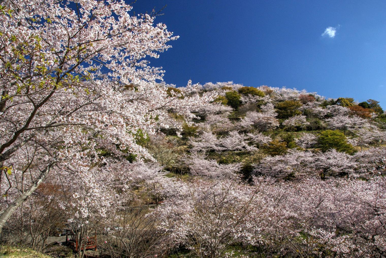 【終了】日南市花立公園さくらまつり-1