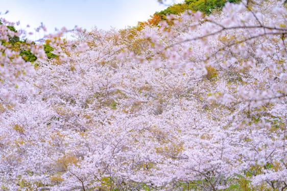 【終了】日南市花立公園さくらまつり-2