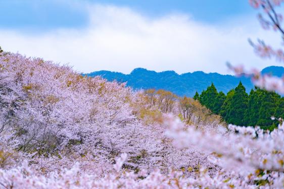 【終了】日南市花立公園さくらまつり-1