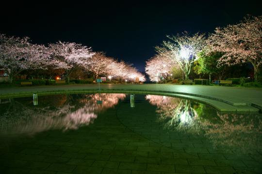 【2026】久峰公園さくらまつり-3