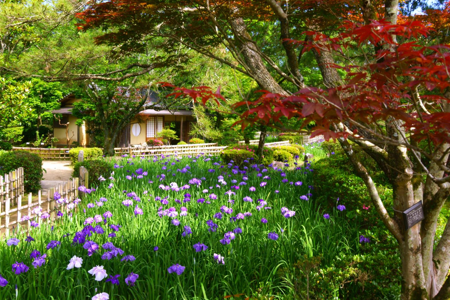 日向景修園・バラ園（ひなた宮崎県総合運動公園内）-1