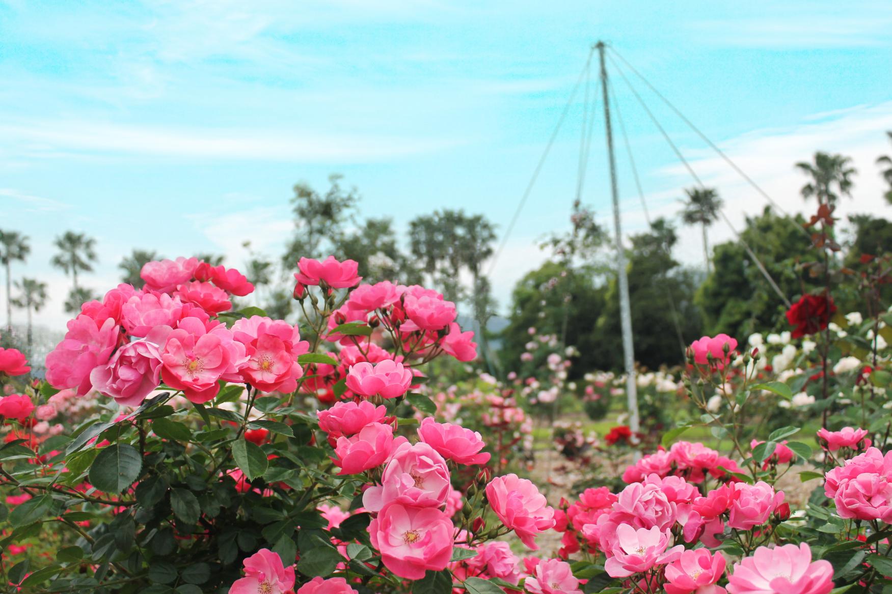 日向景修園・バラ園（ひなた宮崎県総合運動公園内）-3