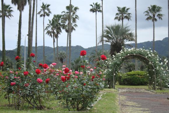 日向景修園・バラ園（ひなた宮崎県総合運動公園内）-2