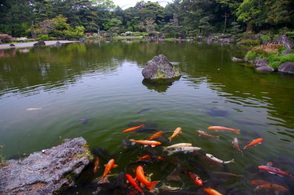 日向景修園・バラ園（ひなた宮崎県総合運動公園内）-4