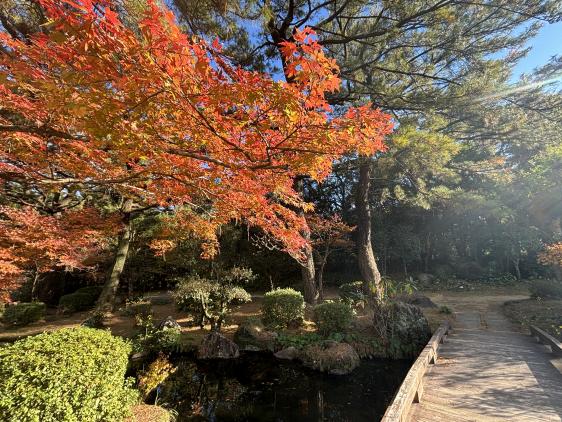 日向景修園・バラ園（ひなた宮崎県総合運動公園内）-5