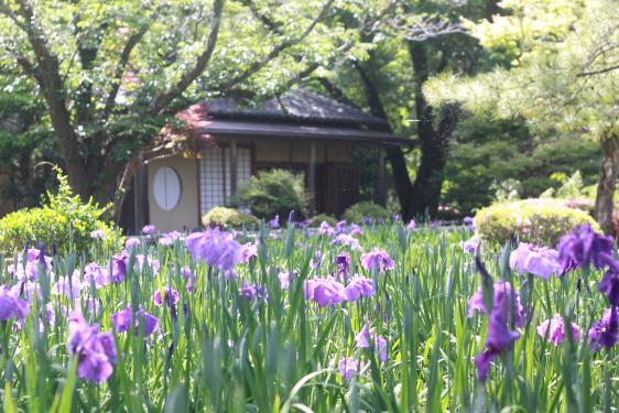 日向景修園・バラ園（ひなた宮崎県総合運動公園内）-1