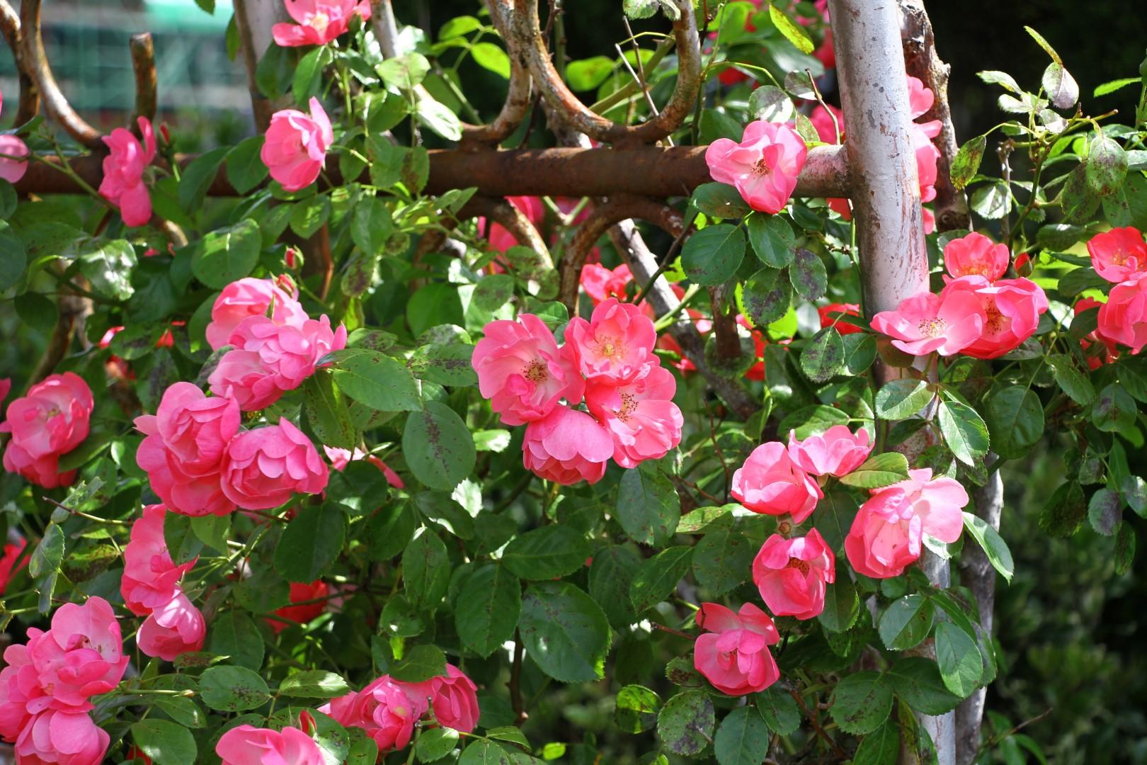 【2026】バラまつり-3