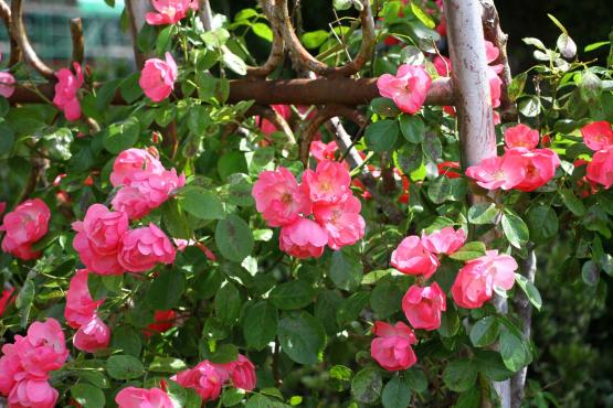 【2026】バラまつり-3