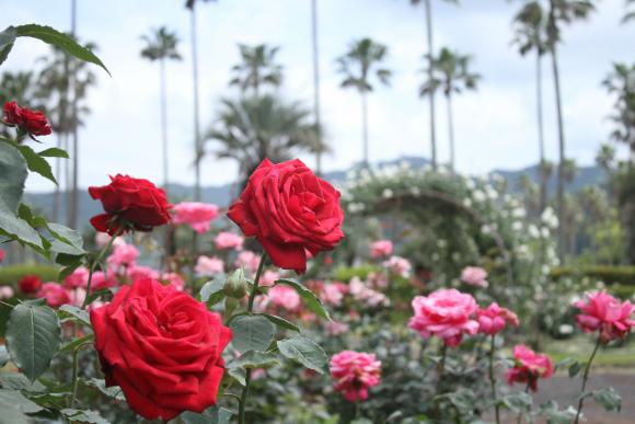 【2026】バラまつり-1