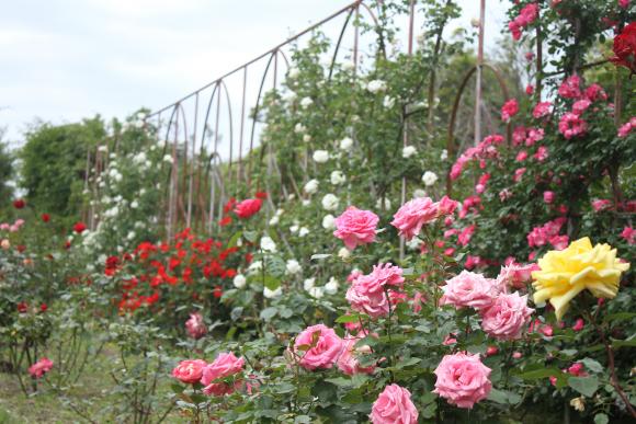 【2026】バラまつり-0