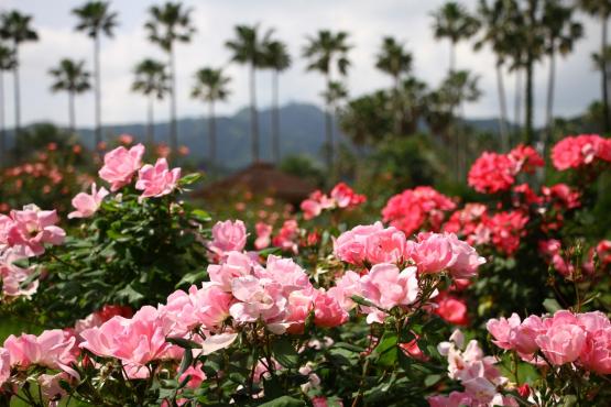 【2026】バラまつり-2