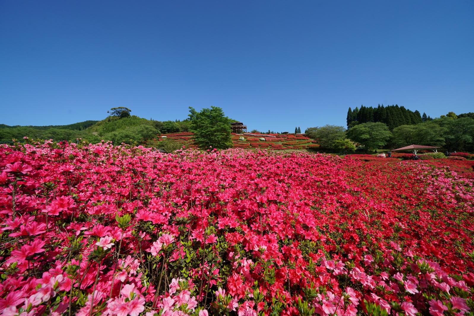 椎八重公園つつじまつり-3