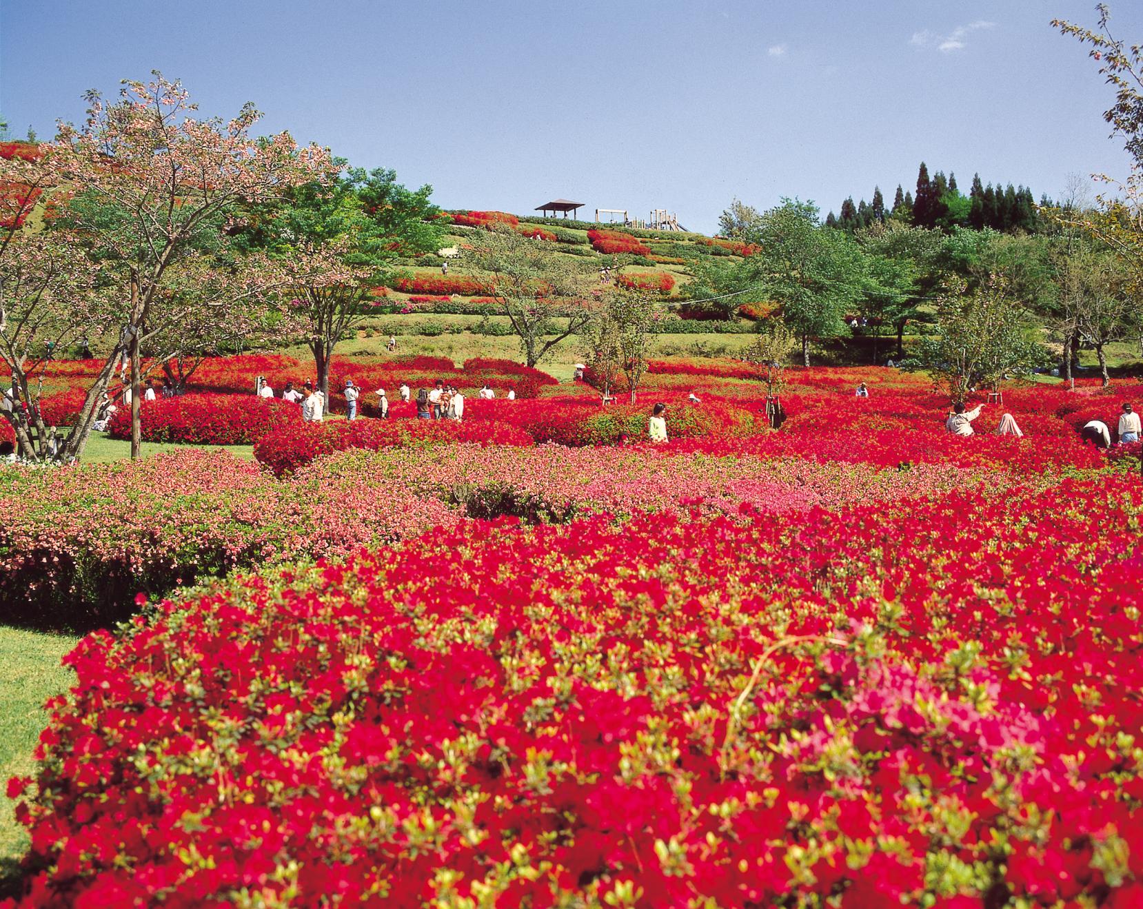 【2025】椎八重公園つつじまつり-4