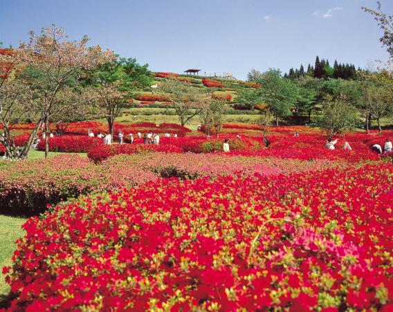 【2025】椎八重公園つつじまつり-4