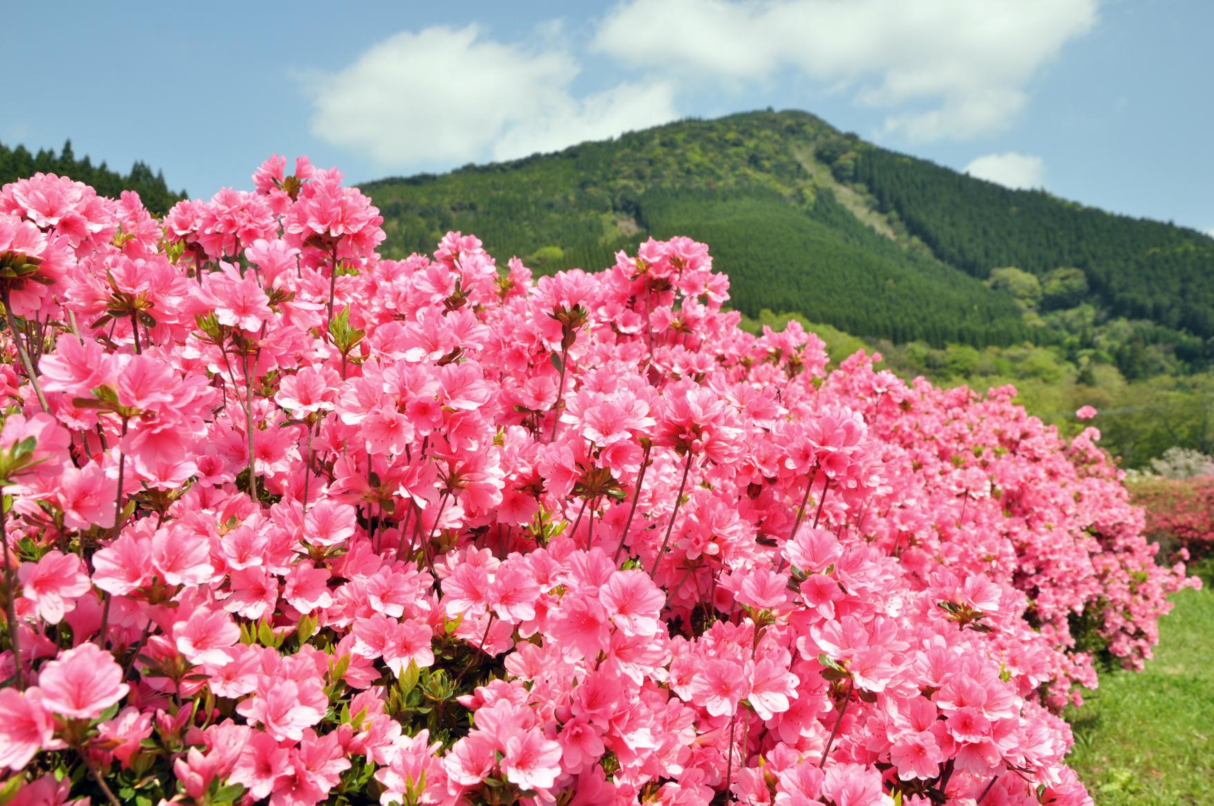 【2025】椎八重公園つつじまつり-2