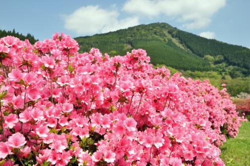 椎八重公園つつじまつり-2