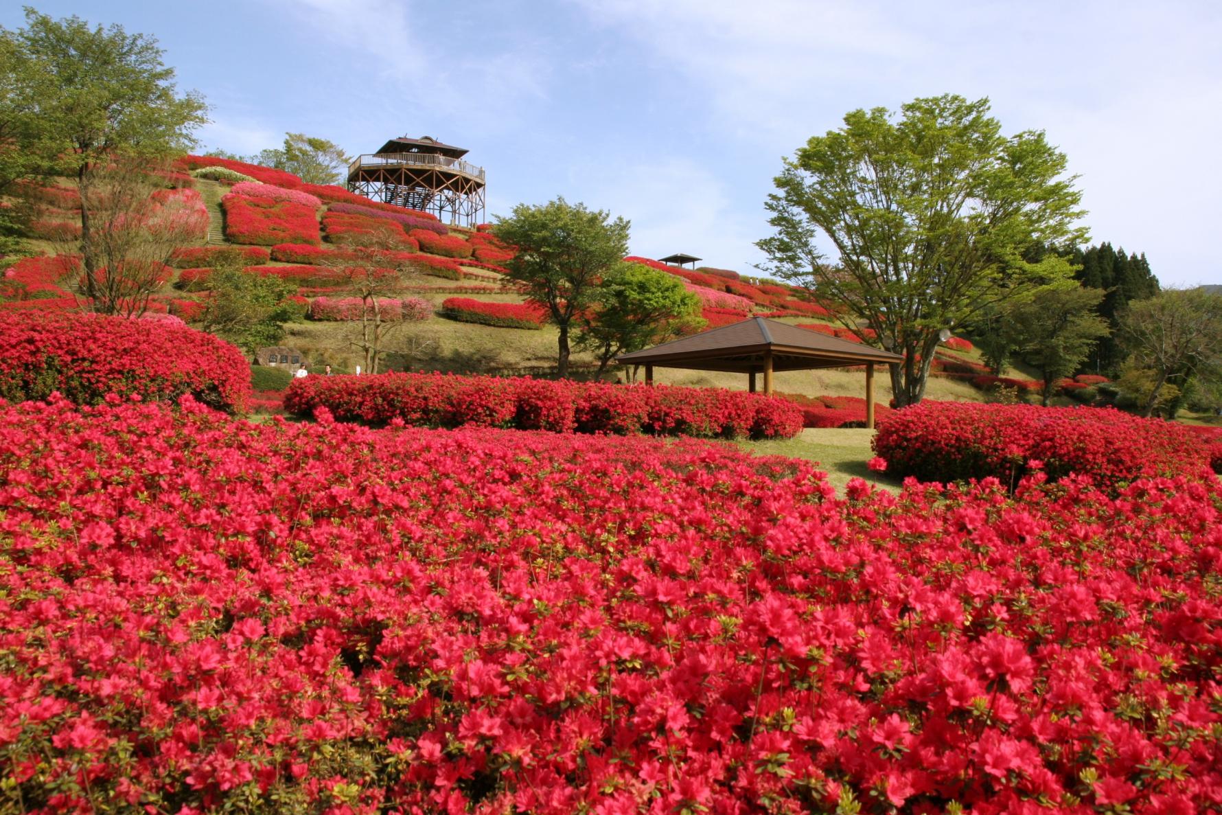 【2025】椎八重公園つつじまつり-1