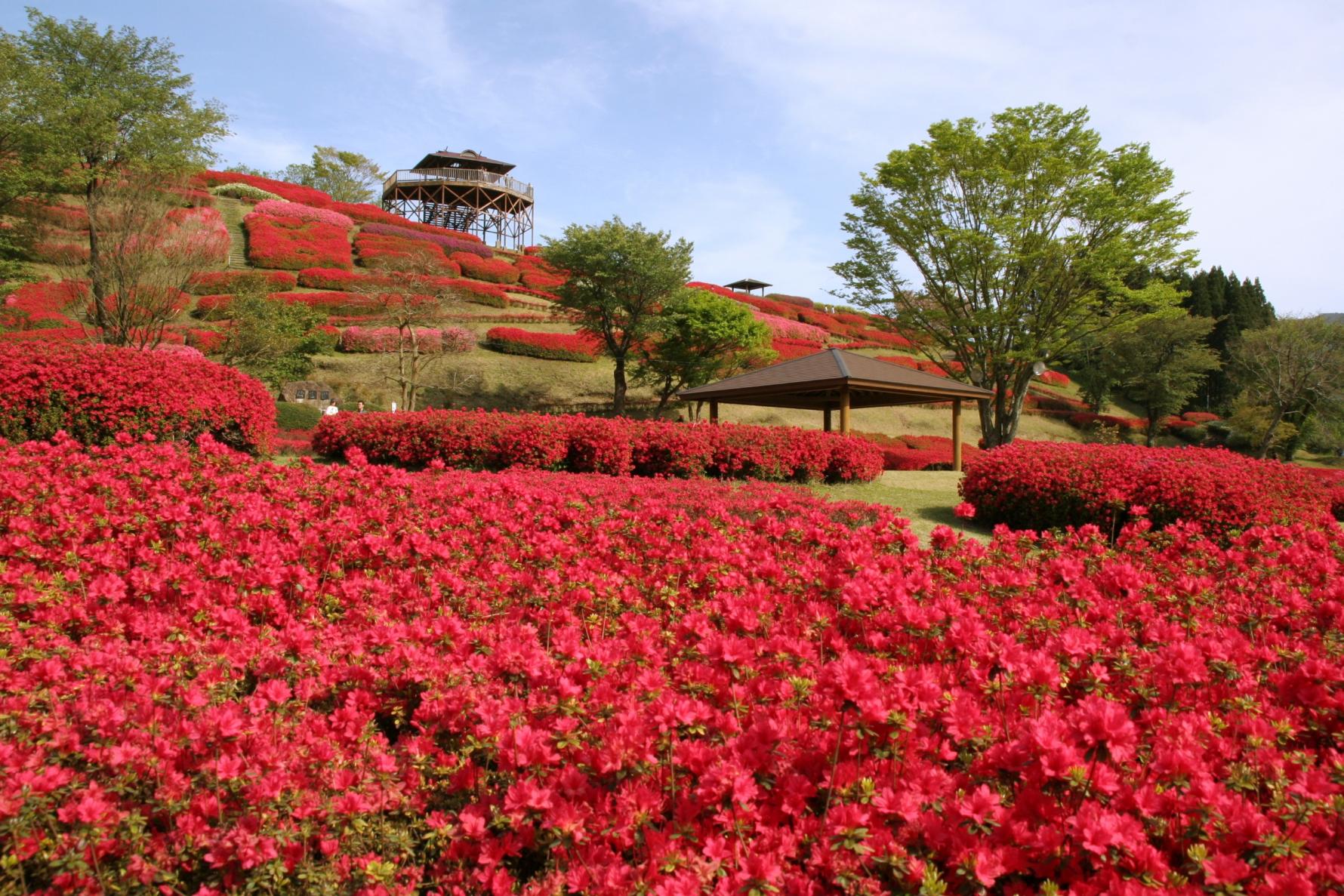 椎八重公園つつじまつり-1