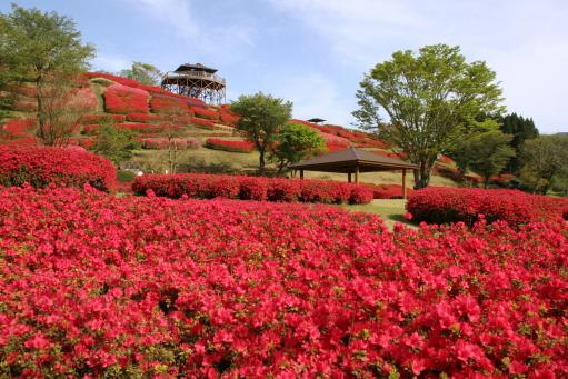 【2025】椎八重公園つつじまつり-0