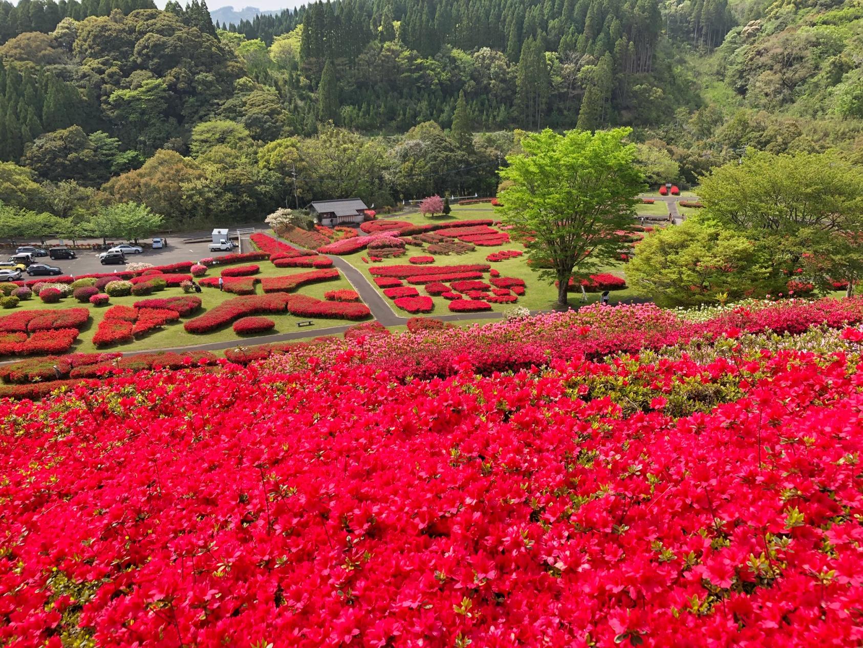 【2025】椎八重公園つつじまつり-1