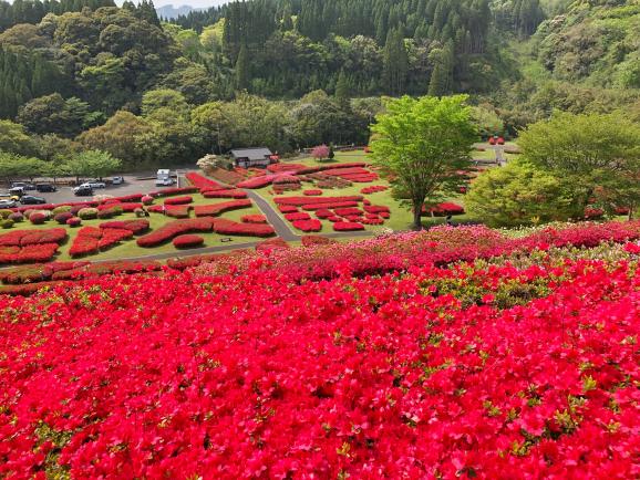 椎八重公園つつじまつり-1