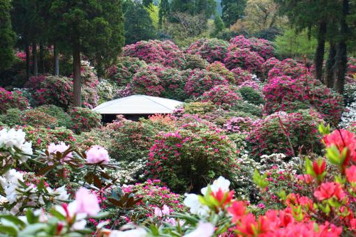 【2025】春のしゃくなげ花まつり-0