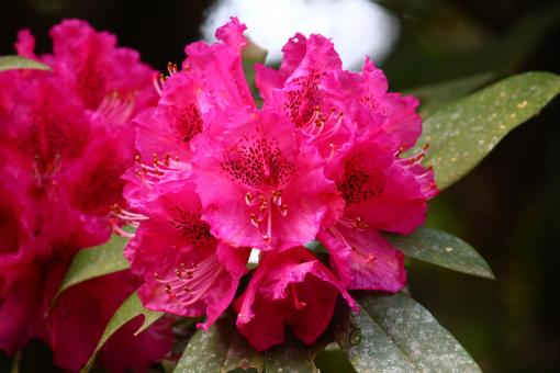 【2025】春のしゃくなげ花まつり-1