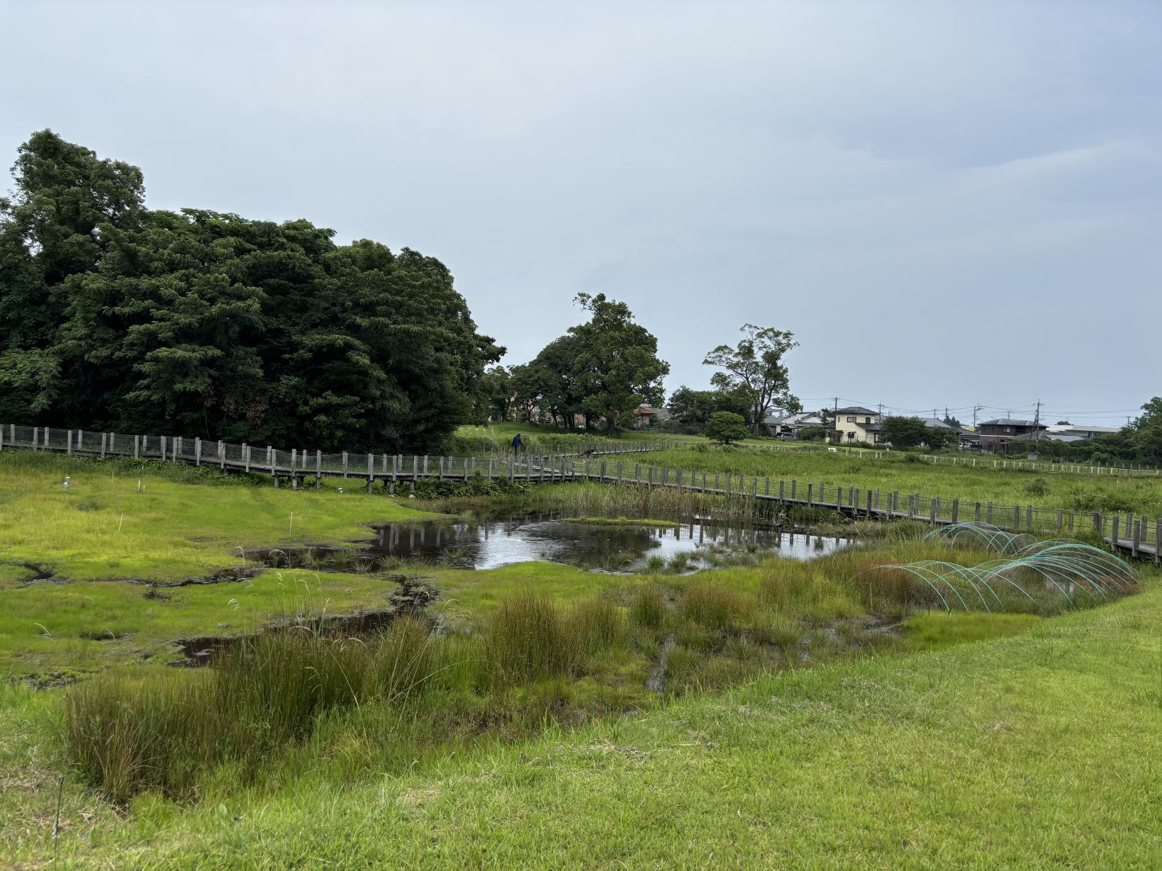 川南湿原植物群落-3