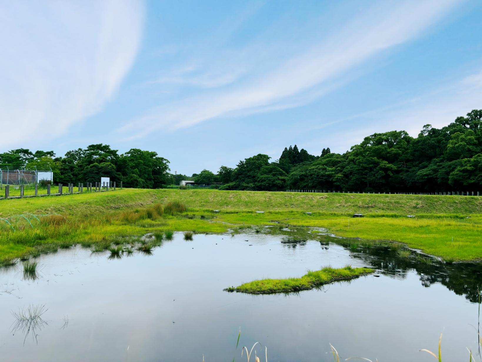 川南湿原植物群落-0