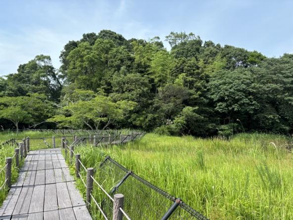 高鍋湿原-1