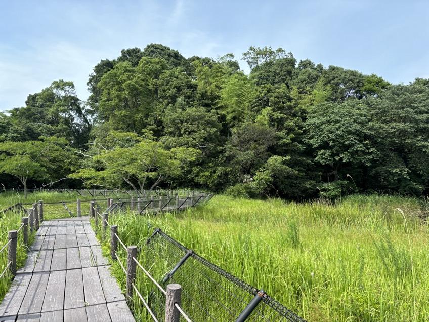 高鍋湿原-1