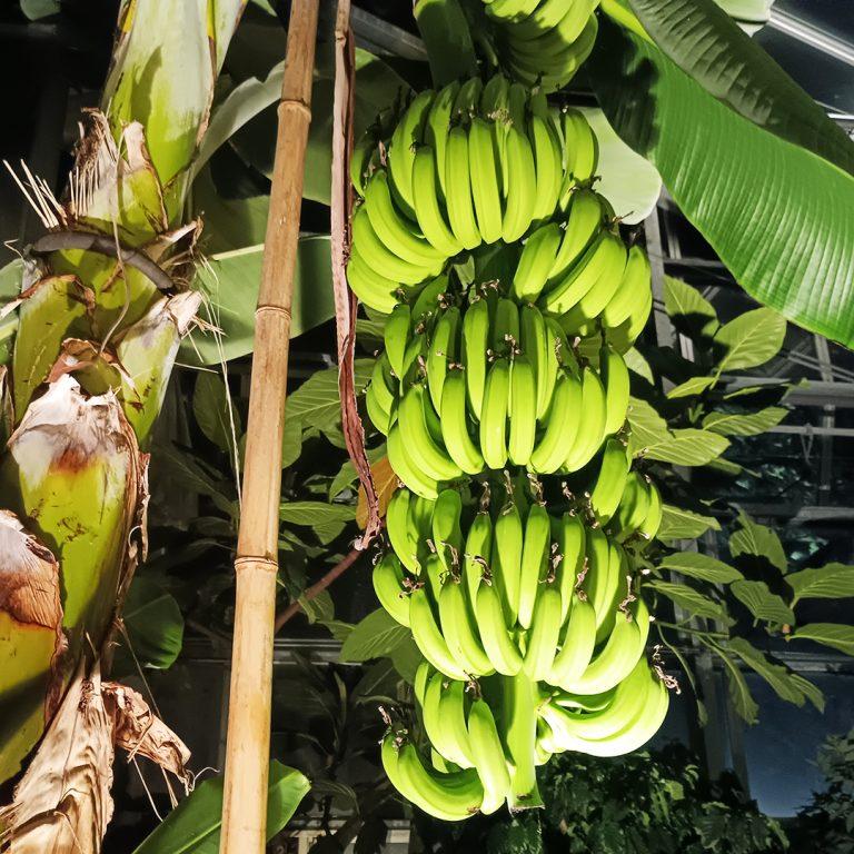 【2026】宮交ボタニックガーデン青島植物園ライトアップ-6