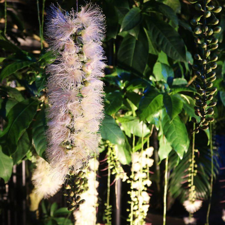 【2026】宮交ボタニックガーデン青島植物園ライトアップ-5