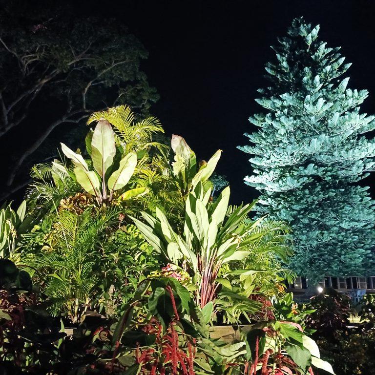 【2026】宮交ボタニックガーデン青島植物園ライトアップ-7