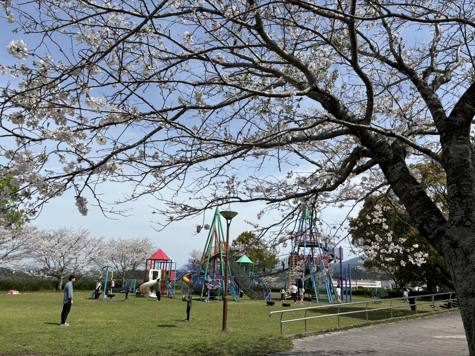 【2025】上米公園桜まつり-1
