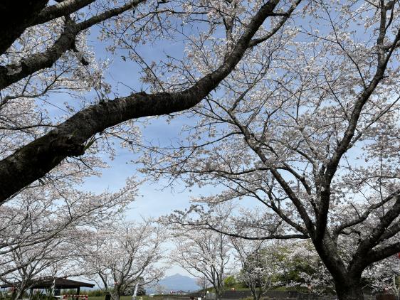 【2025】上米公園桜まつり-0