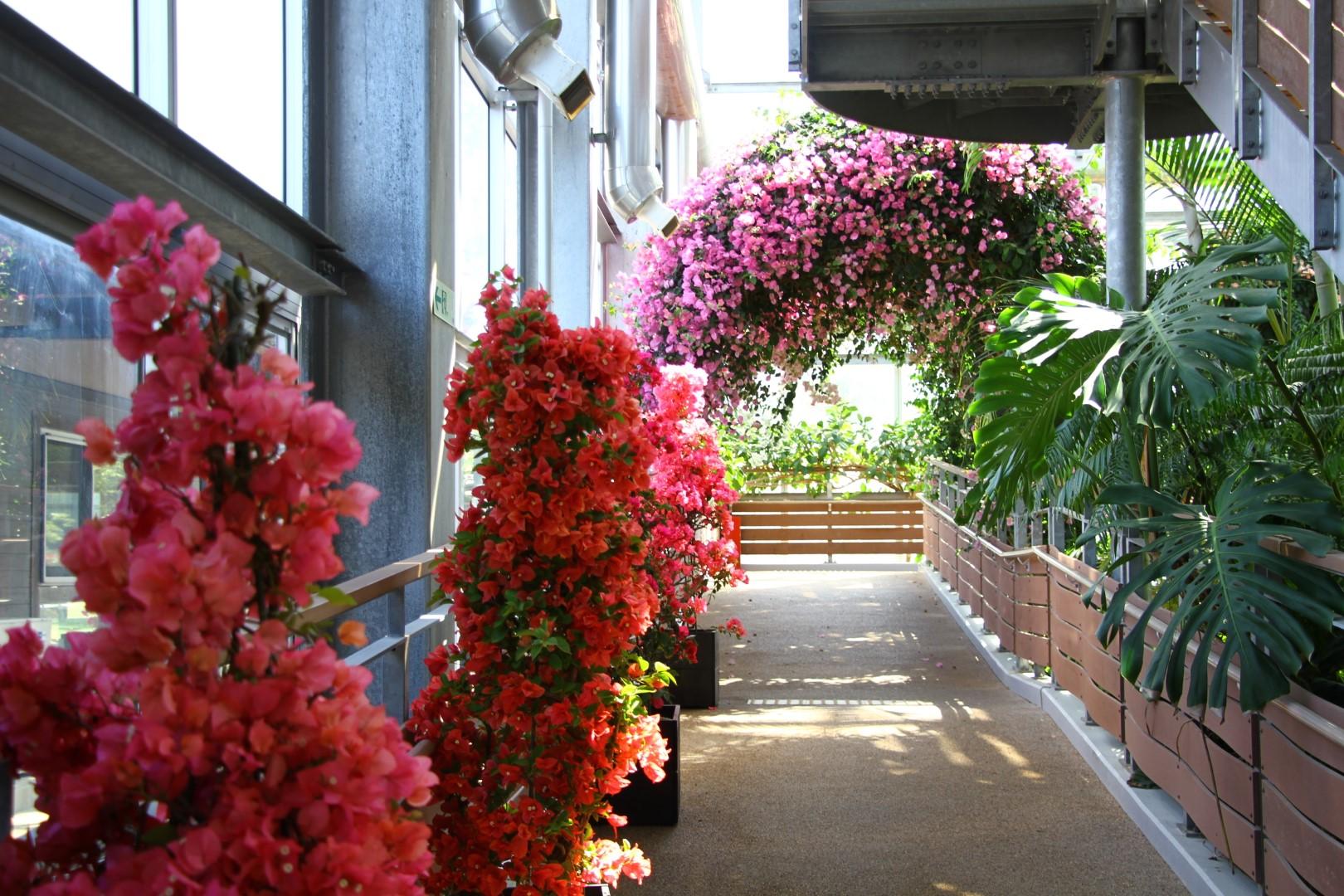 【2026】ブーゲンコレクション2026-3