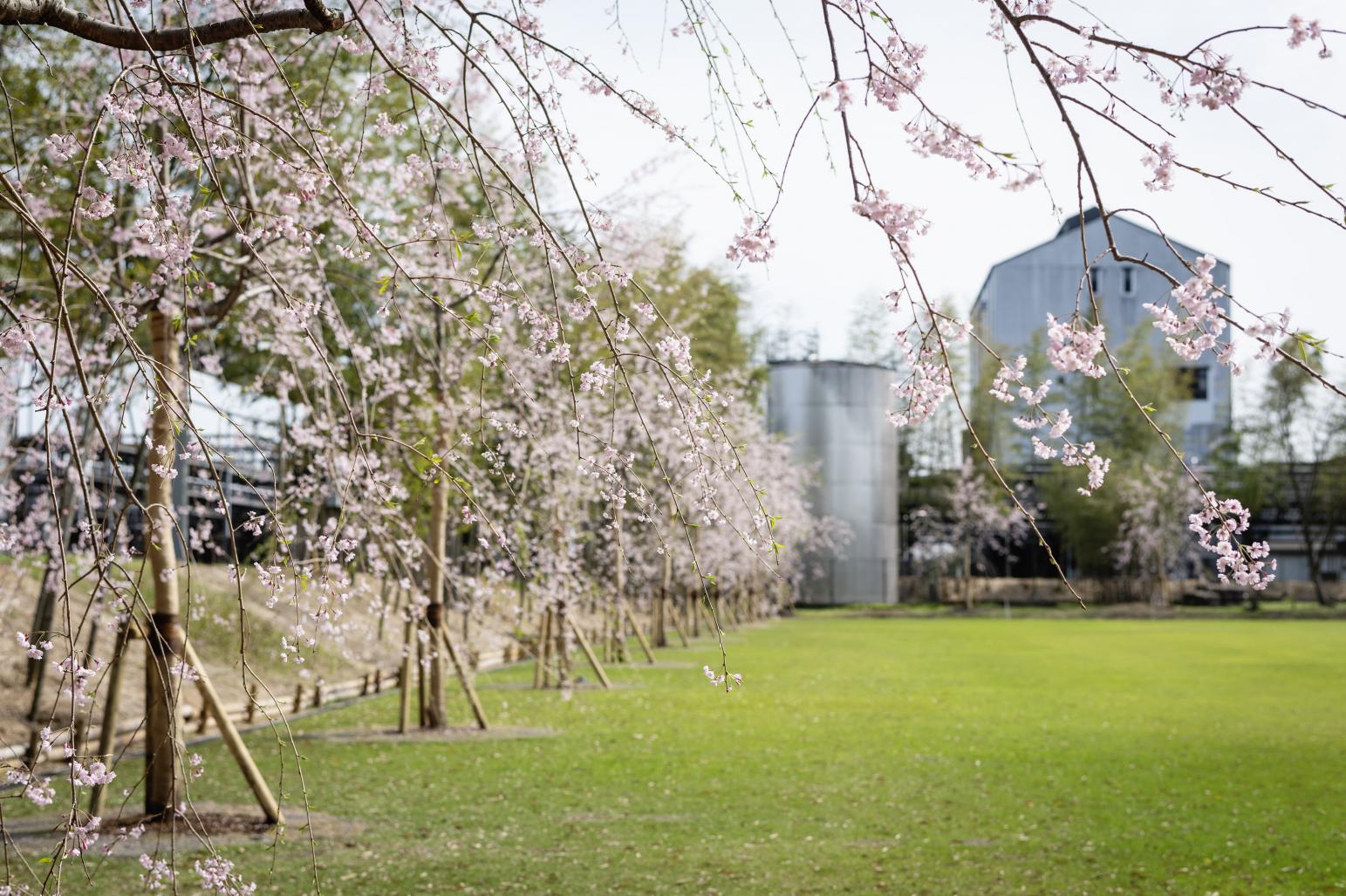  ちょっと寄り道🍶　霧島ファクトリーガーデン／都城市  